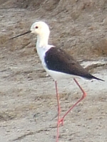 Black-winged Stilt Black-winged Stilt